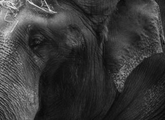 Cuántos Senadores Hay En México: Descubre La Respuesta Clave