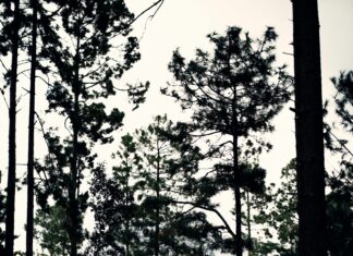 San Mateo Atenco Estado De México: Descubre Su Encanto Oculto