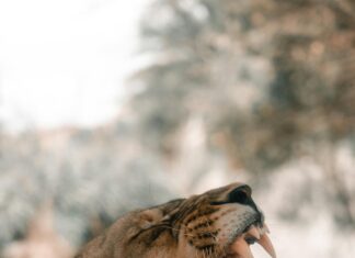 Adele En Mexico: ¿Qué Hace Tan Especial Su Visita Inolvidable?