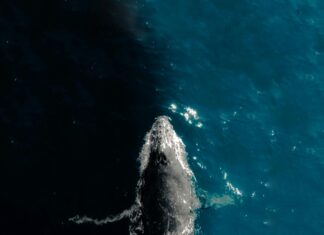 B&K Mexico: Descubre Cómo Transformar Tu Hogar Con Estilo Único