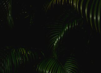 A Qué Hora Pasará El Cometa Verde México: ¡Descubre El Misterio!