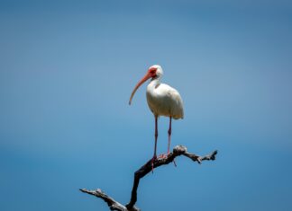 Ibis Mexico Alameda: ¿Por Qué Es La Mejor Opción Para Tu Estancia?