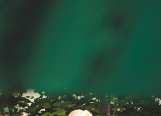 Ecosistemas De México: Descubre Sus Secretos Naturales Fascinantes