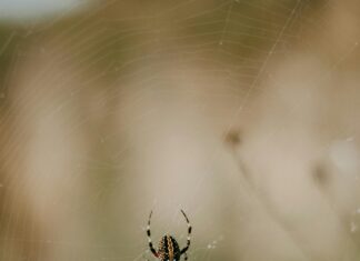 Refrendo Estado De Mexico: ¿Cómo Obtenerlo Fácilmente y Rápido?