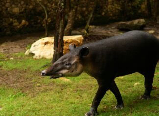 Mexico Vs Panama En Vivo: ¿Dónde Ver El Partido Más Emocionante?