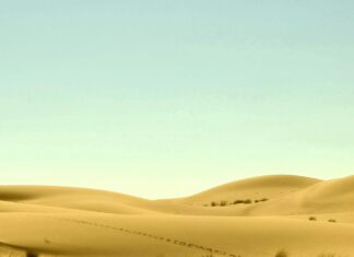 Saudi Arabia Vs Mexico: ¿Quién Triunfa En Este Choque Épico?