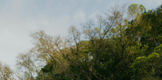 Brasil Vs. México: ¿Quién Triunfará en Este Enfrentamiento Épico?