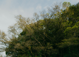 Brasil Vs. México: ¿Quién Triunfará en Este Enfrentamiento Épico?