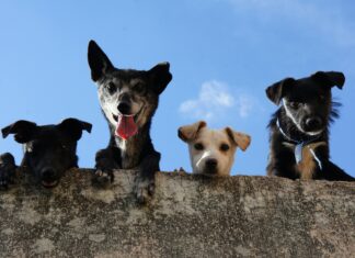 Packs De Mexico: Descubre Los Secretos Que Nadie Te Cuenta