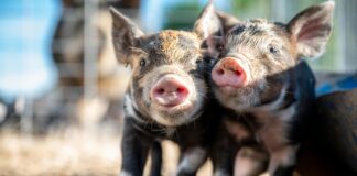 Alin Nasal Para Que Sirve: Descubre Sus Beneficios Sorprendentes