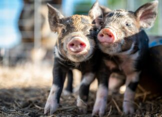 Alin Nasal Para Que Sirve: Descubre Sus Beneficios Sorprendentes