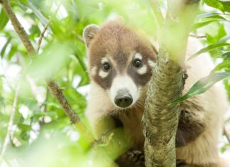 Coati México: Descubre Datos Sorprendentes Sobre Este Animal Único