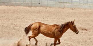 Ecatepec De Morelos Estado De México: Descubre Su Magia Oculta