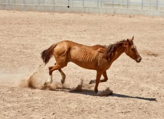 Ecatepec De Morelos Estado De México: Descubre Su Magia Oculta