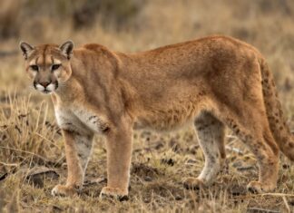 Descubre los secretos de los pumas en América: su impacto y conservación