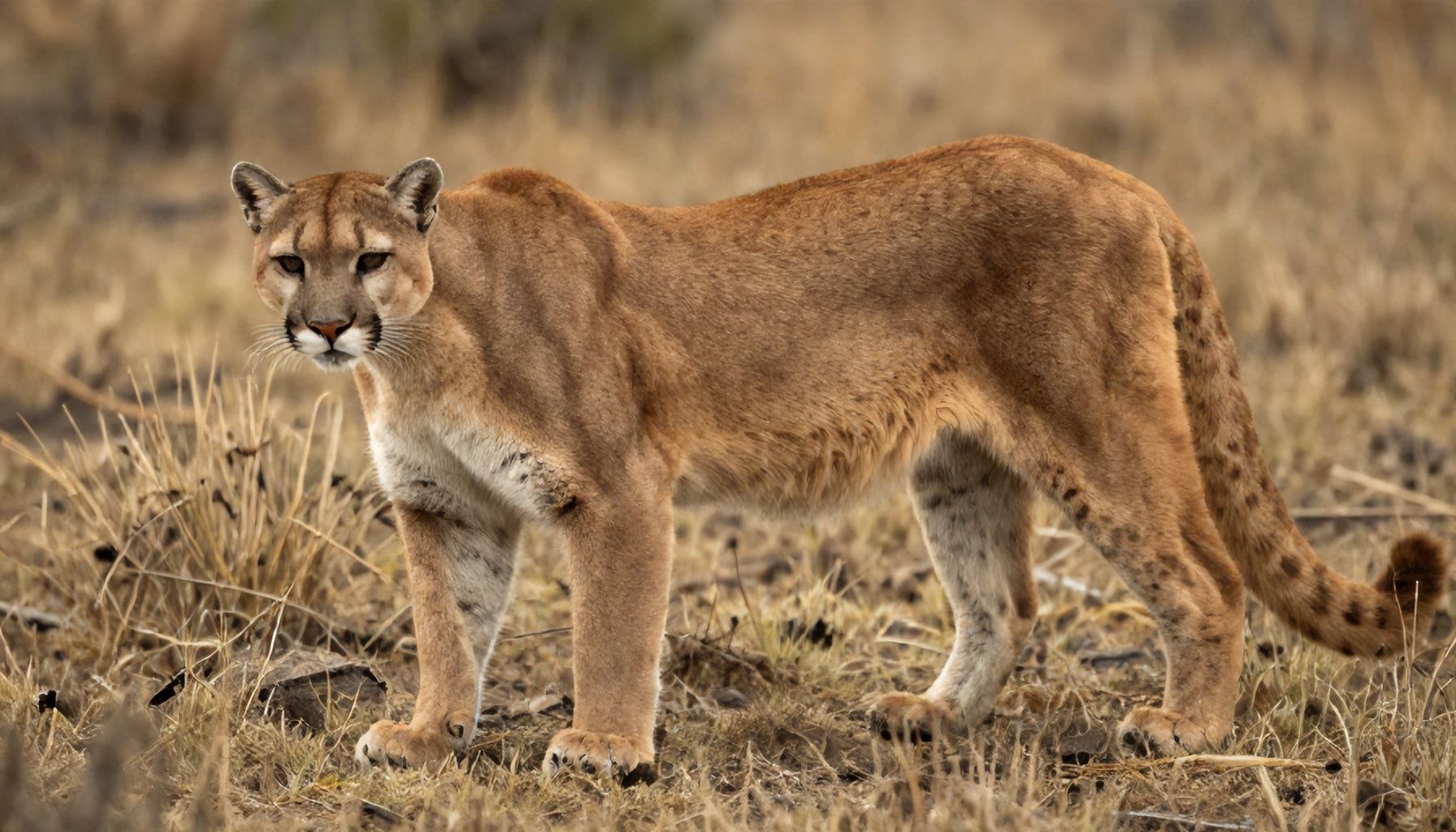 Descubre los secretos de los pumas en América: su impacto y conservación*