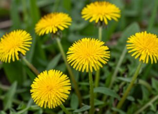 El poder medicinal del diente de león: más allá de una mala hierba