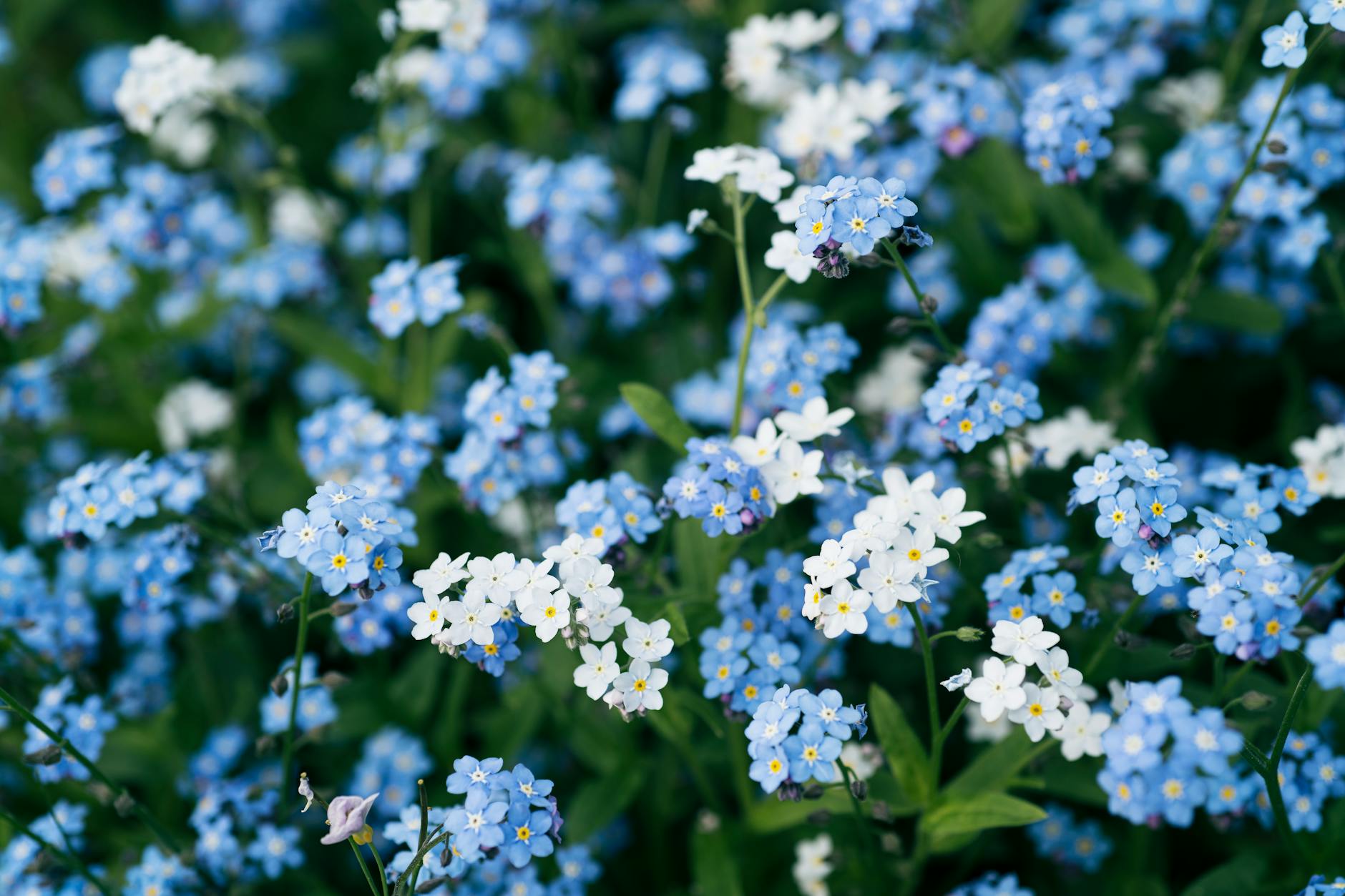 El partido que nadie olvidará