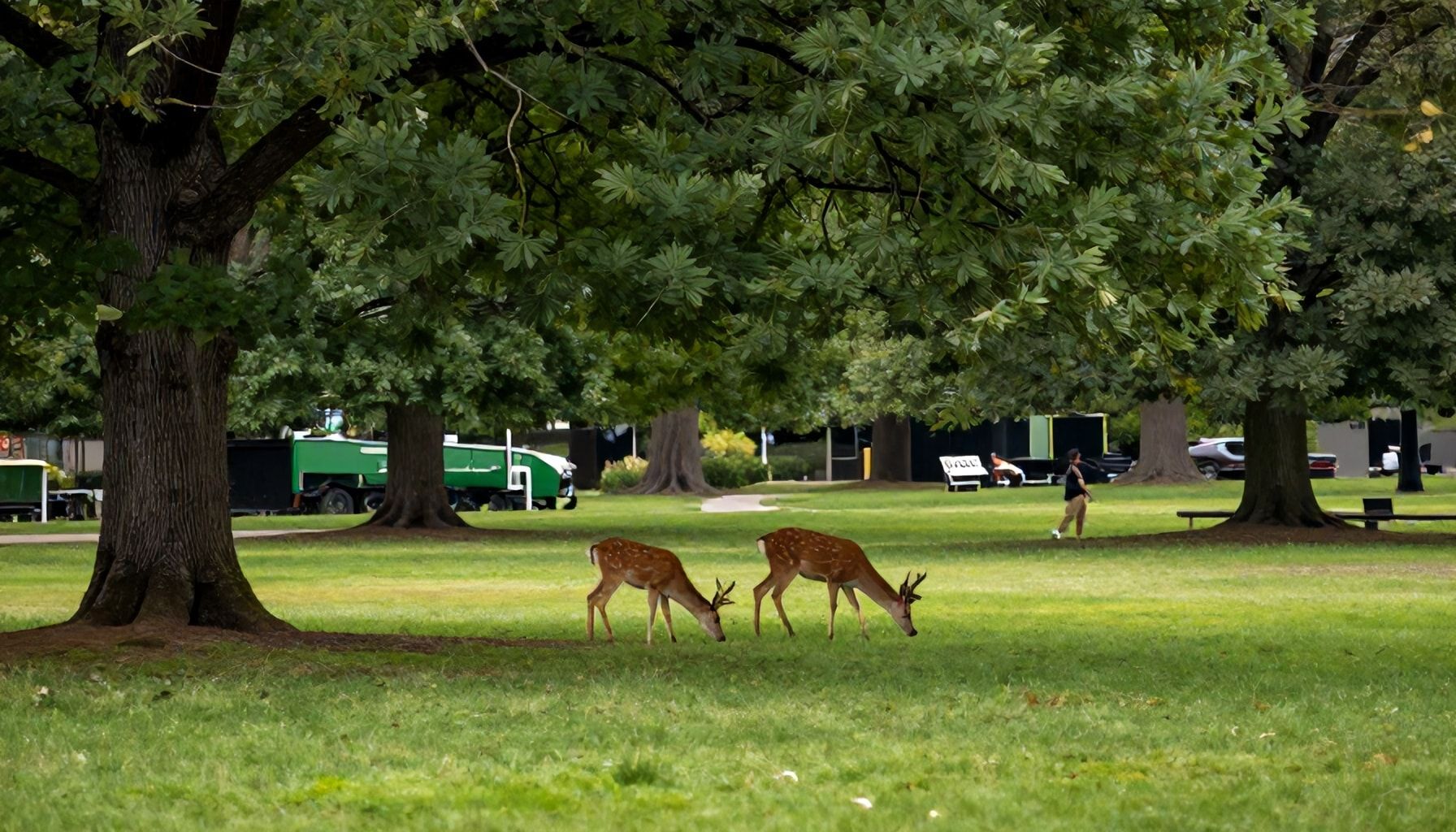 Guía práctica para capturar la esencia del parque en tus fotos*