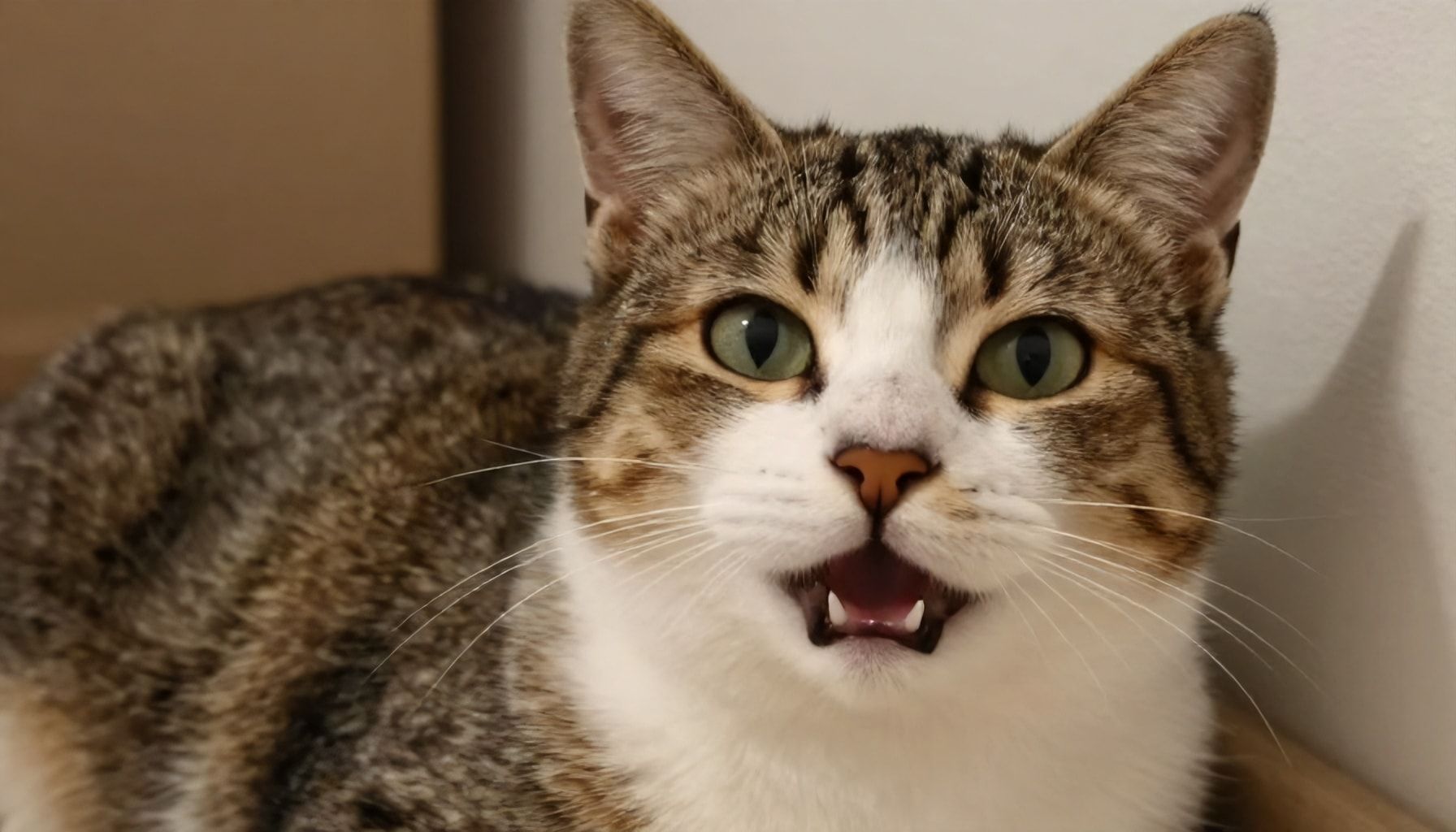 La ciencia detrás de por qué los memes de gatos nos hacen felices*