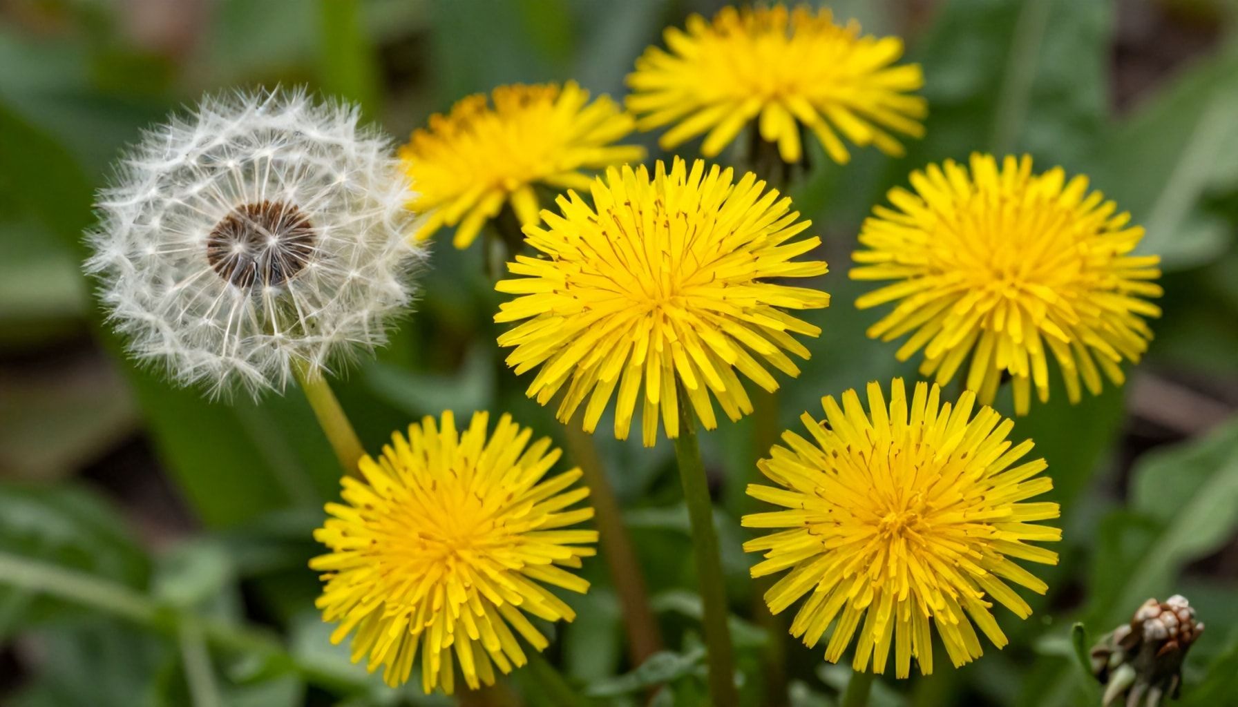 El poder medicinal del diente de león: más allá de una mala hierba 2 La verdad sobre los beneficios digestivos del diente de león*