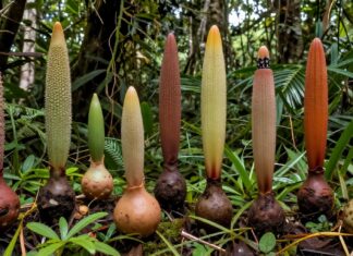 Descubren 12 nuevas especies de «patas de elefante» en Sudamérica