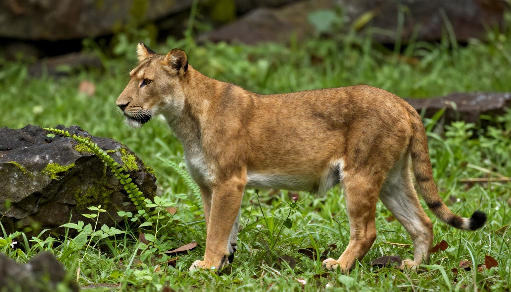 Por qué la conservación de los pumas es vital para la biodiversidad*