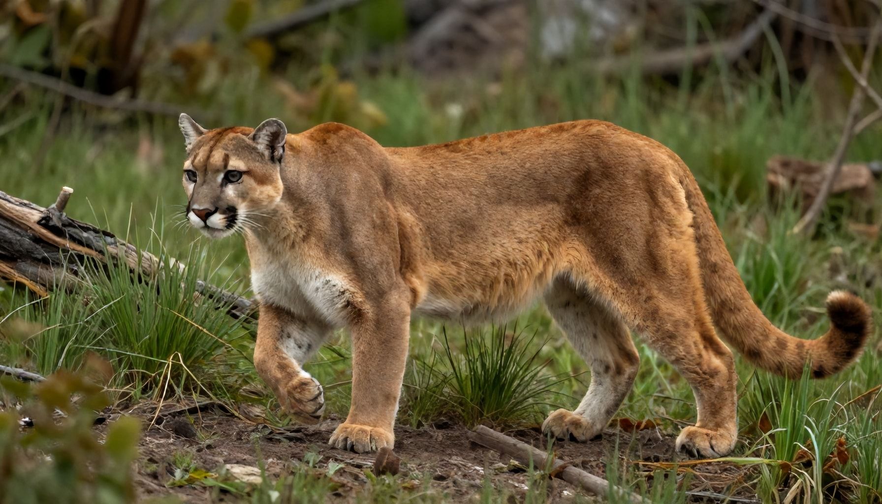 Técnicas de supervivencia: cómo los pumas dominan en ambientes hostiles