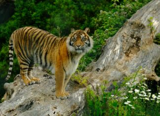 Tigres vence a Whitecaps con gol de último minuto