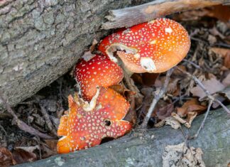 Croacia vence 2-1 a Marruecos en un duelo de tercer puesto lleno de emoción