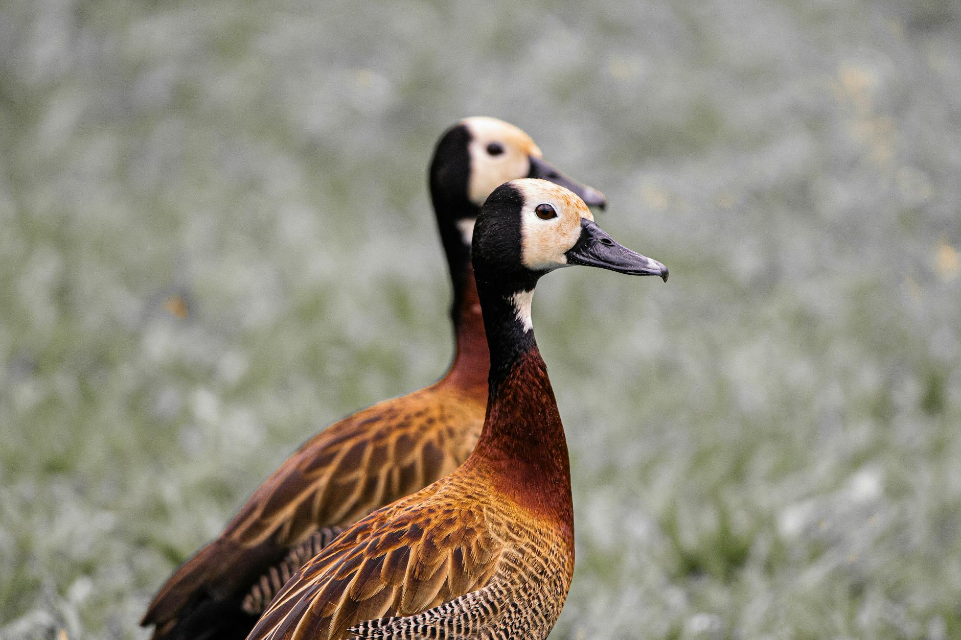 El Clásico que dividió a México antes del silbatazo