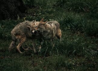 Descubren 12 manantiales ocultos en la Fuente de los Coyotes tras 30 años de sequía