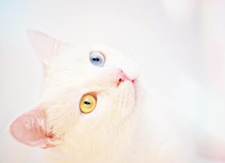 Los Lions aplastan a los Packers 34-11 en duelo de la NFC Norte