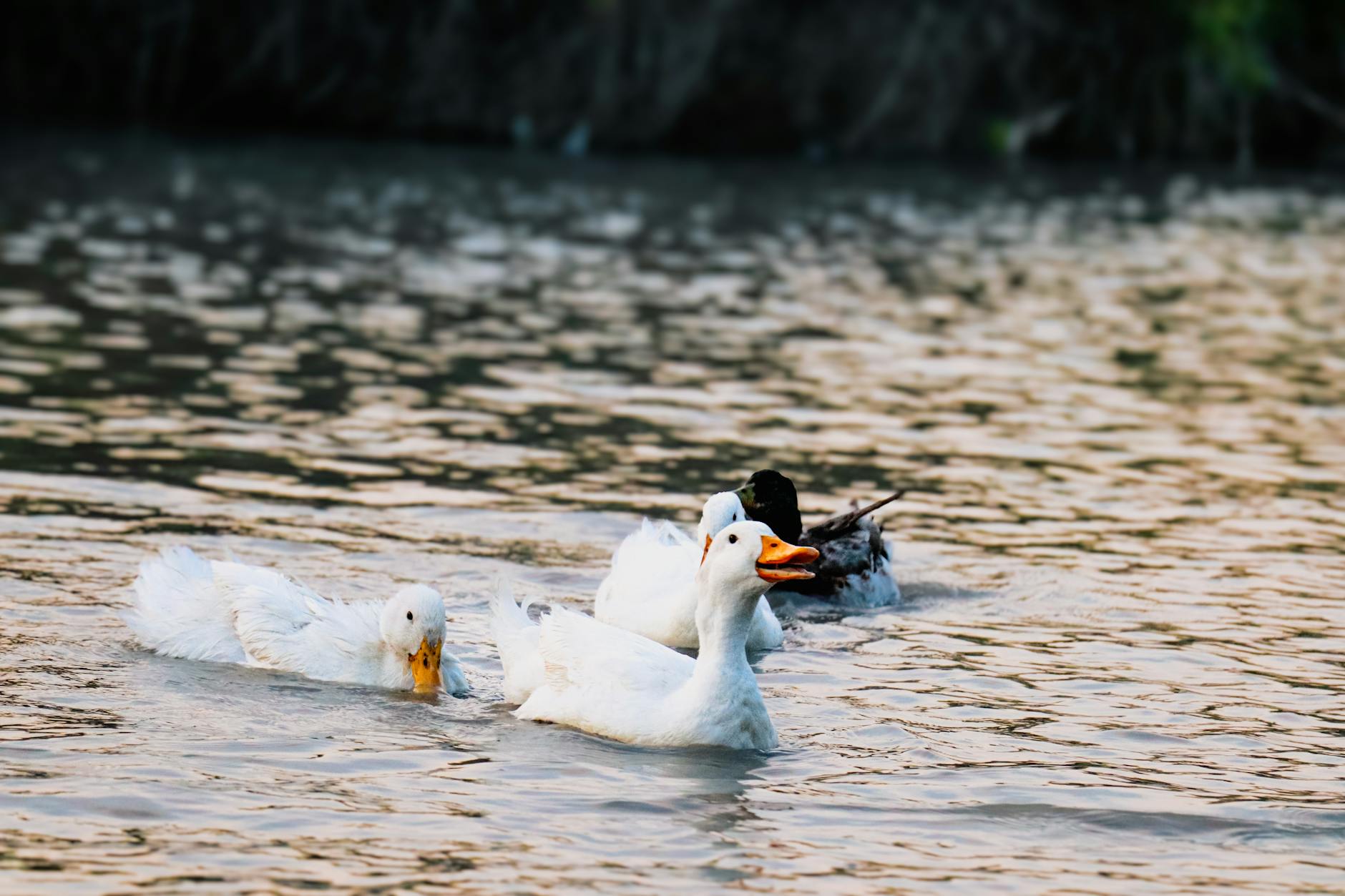 Lo que está en juego más allá del partido