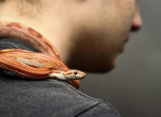 Coromandel Snow llega al cine: 5 claves de la precuela de Los juegos del hambre 18 años antes de Katniss