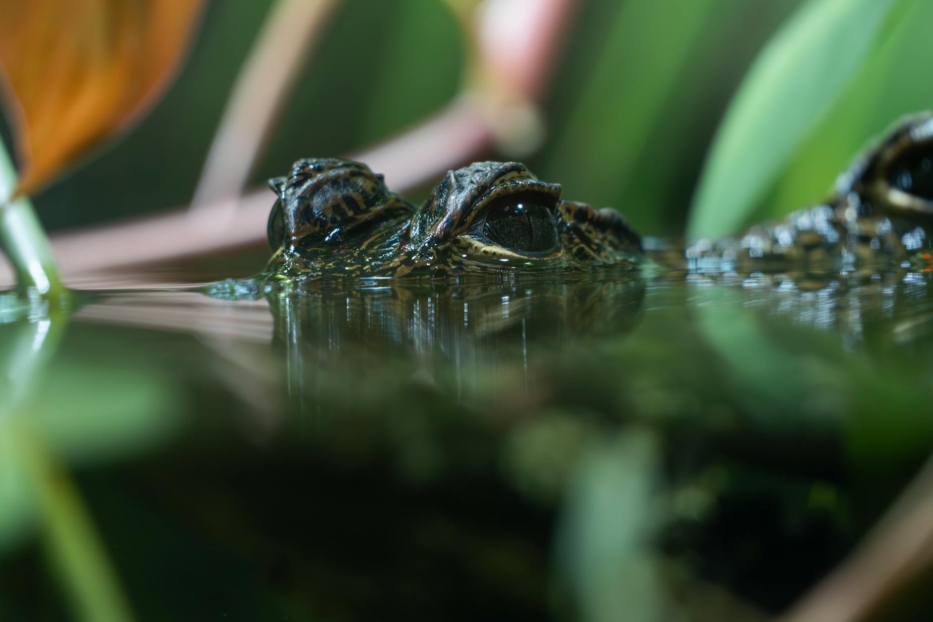 Por qué Bruselas vetó estos componentes químicos
