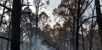 Incendio en San José de Gracia arrasa 150 hectáreas de bosque en 48 horas