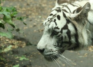 Tigres remonta con golazo al 90+3 y deja a Cruz Azul sin final en casa