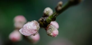 Hallan 12 cuerpos enterrados en villa de lujo abandonada en Milpa Alta