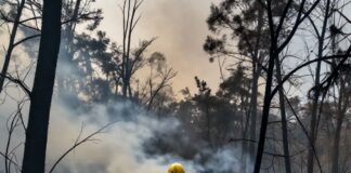 Incendio en el Bosque de Tláhuac arrasa 120 hectáreas en menos de 48 horas Home