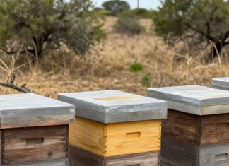 Tres colmenas vacías: la misteriosa fuga de abejas reinas en Andalucía afecta a 15 apicultores