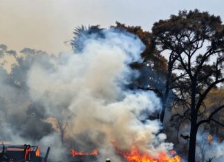 Incendio en Molino de las Flores afecta 12 hectáreas de bosque en Texcoco Incendio en Molino de las Flores afecta 12 hectáreas de bosque en Texcoco
