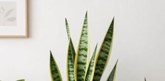 La lengua de suegra purifica el aire en hogares con solo 2 plantas por habitación Home