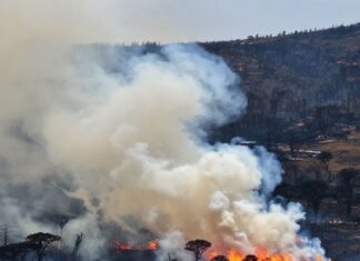 Incendios en la Sierra Madre Occidental arrasan más de 12 mil hectáreas en Chihuahua